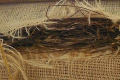 Horsehair-1900-Window-chair